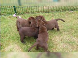 Beschreibung zu Wundersch�ne Labradorwel