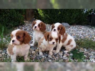 Cavalier-King-Charles Spaniel mit Papier
