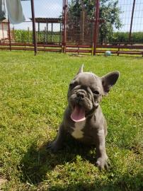 Franz�sische bulldoggen welpen