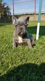 Franz�sische bulldoggen welpen