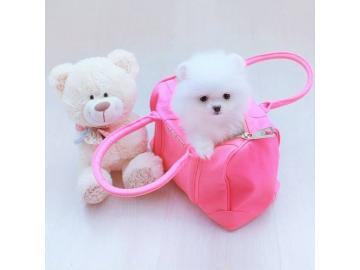 Reinrassige Zwergspitz / Pomeranian welp