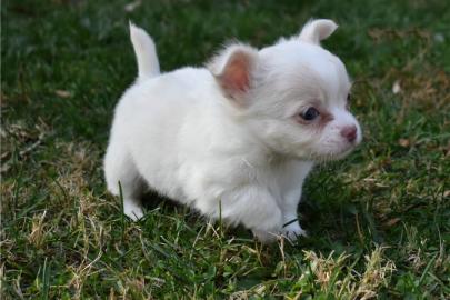Sch?ne Chihuahua-Welpen verf?gbar