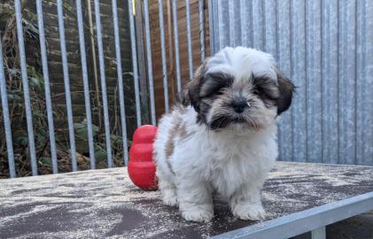 Entz?ckende Shih Tzu Welpen zu verkaufen