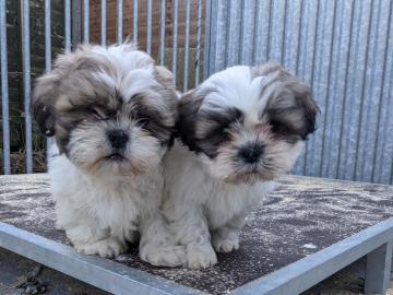 Entz?ckende Shih Tzu Welpen zu verkaufen