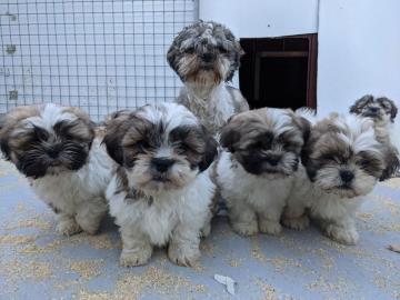 Entz?ckende Shih Tzu Welpen zu verkaufen