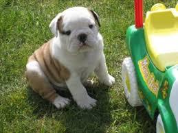 Englisch Bulldogge Welpen