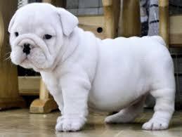 Englisch Bulldogge Welpen