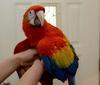 SCARLET MACAW ZU VERKAUFEN