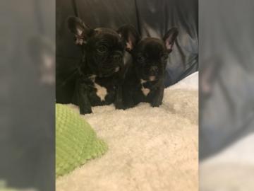 Franz�sische Bulldogge Welpen