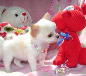 S��e mini Chihuahua Welpen zu verkaufen