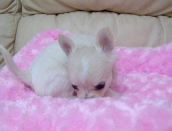 Mini Chihuahua welpen %%