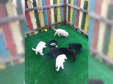Labrador Retriever Welpen babys !!!!