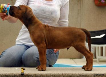 Rhodesian Ridgeback Welpen mit Stammbaum