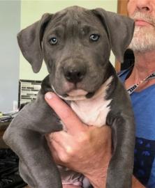 Diese entz�ckenden Pitbull-Welpen sind