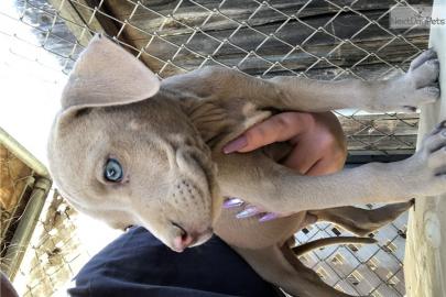 Diese entz�ckenden Pitbull-Welpen sind