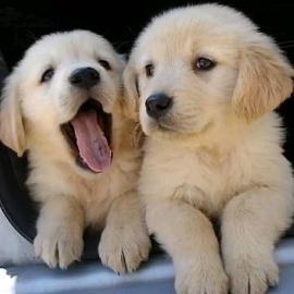 Golden Retriever Welpen mit papieren wha