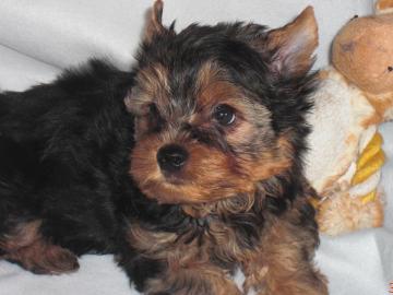 Yorkshire Terrier welpen black and tan