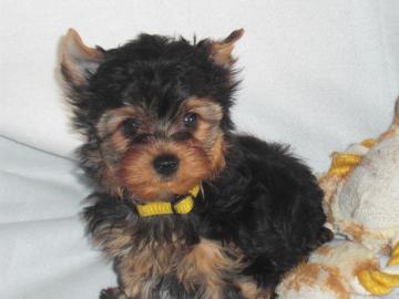 Yorkshire Terrier welpen black and tan