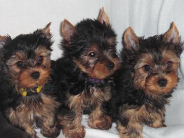 Yorkshire Terrier welpen black and tan