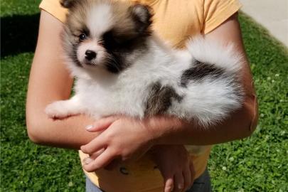 Pomeranian puppy