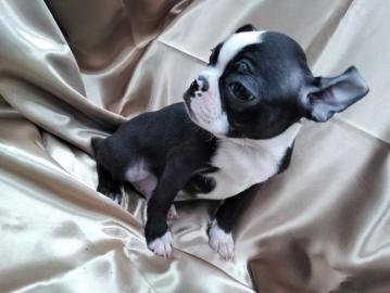 Boston Terrier Welpen FCI
