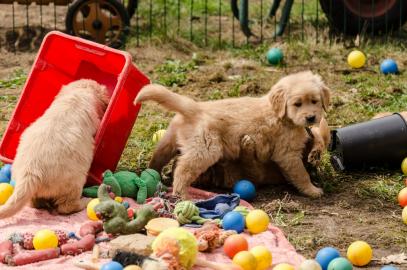 Golden Retriever