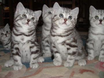 Britisch Kurzhaar BKH silver-tabby