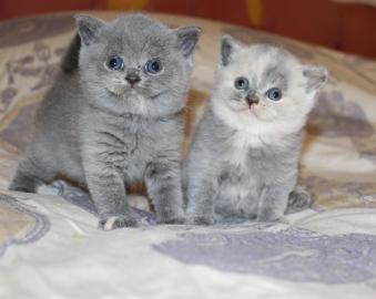 Britisch Kurzhaar BKH silver-tabby