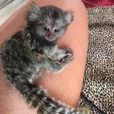 Marmosets zum Verkauf Affenaffen