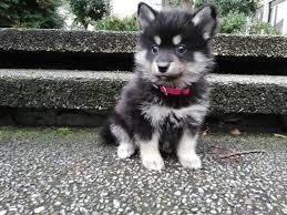 m?nnliche und weibliche pomsky Welpen