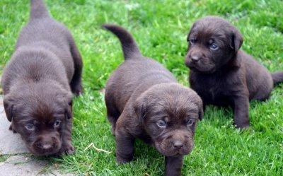 Traumhafte Reinrassige Labrador Welpen,