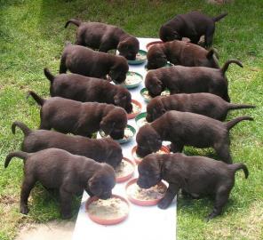 Traumhafte Reinrassige Labrador Welpen,