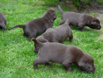 Traumhafte Reinrassige Labrador Welpen,