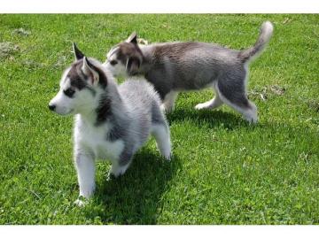 Hochwertiger registrierter Pomsky