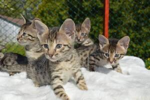 S��e Savanna-K�tzchen