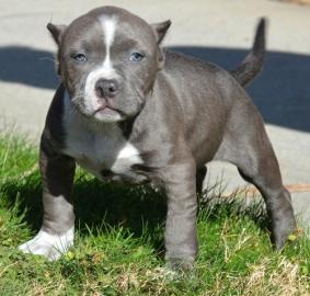 S??e American Pitbull Blueliner Welpen