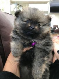 M�nnlicher Pomeranian Welpe zum Verka