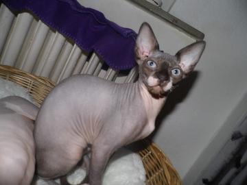 Kanadische Sphynx entwurmt geimpft gesun