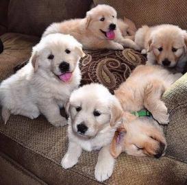 Golden Retriver puppies