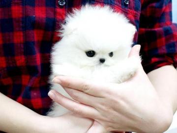 S��e Zwergspitz / Pomeranian Welpen m.  P