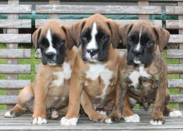 Boxerwelpen aus Hobbyzucht mit Papieren