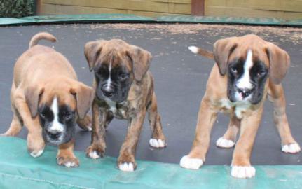 Boxerwelpen aus Hobbyzucht mit Papieren