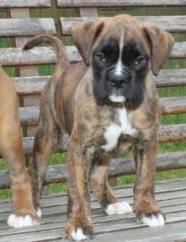 Boxerwelpen aus Hobbyzucht mit Papieren