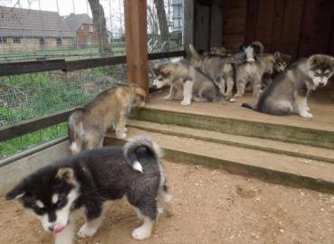 Alaskan Malamute Welpen