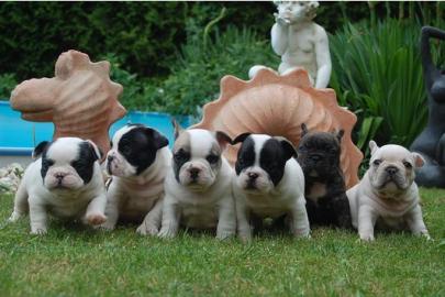 Franz�sische Bulldoggen Welpen - gestro