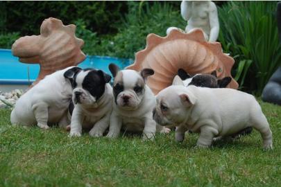 Franz�sische Bulldoggen Welpen - gestro