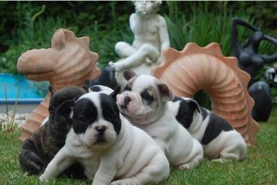Franz�sische Bulldoggen Welpen - gestro