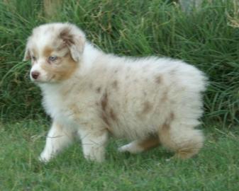 Australian Shepherd Welpen