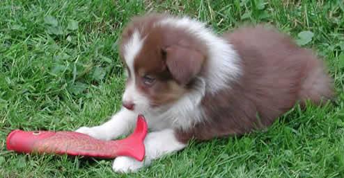 Australian Shepherd Welpen