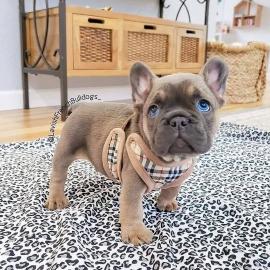 Verspielte franz?sische Bulldoggenwelpen